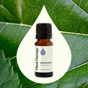 Plant Therapy Ravintsara Essential Oil Essential Oil Seashell 10 mL,30 mL