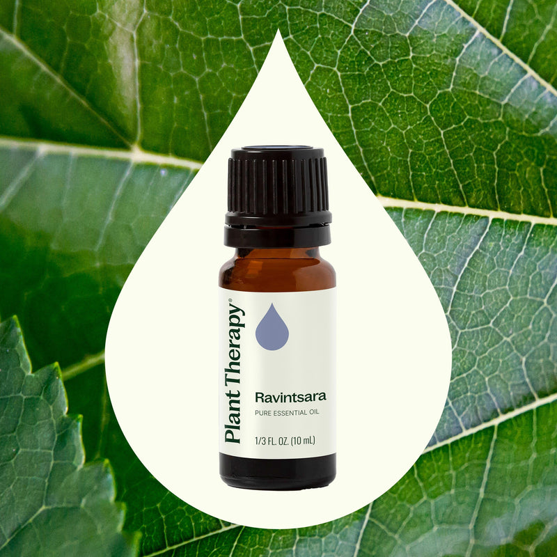 Plant Therapy Ravintsara Essential Oil Essential Oil Seashell 10 mL,30 mL