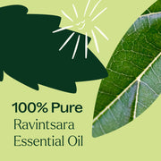 Plant Therapy Ravintsara Essential Oil Essential Oil Dark Green 10 mL,30 mL