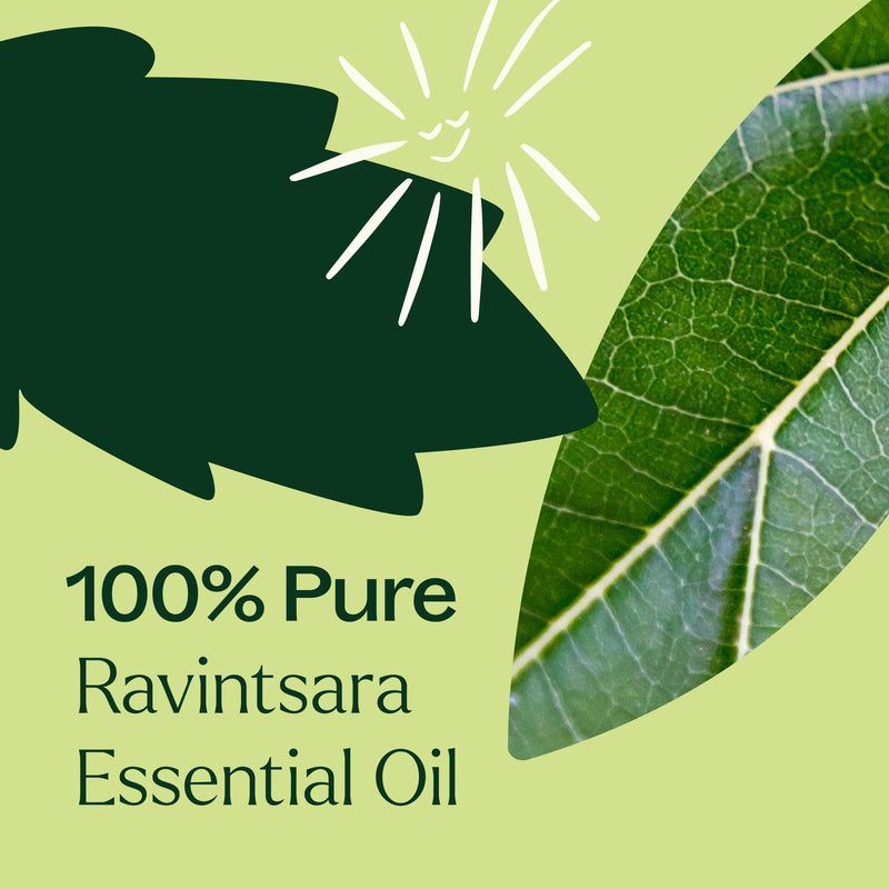 Plant Therapy Ravintsara Essential Oil Essential Oil Dark Green 10 mL,30 mL