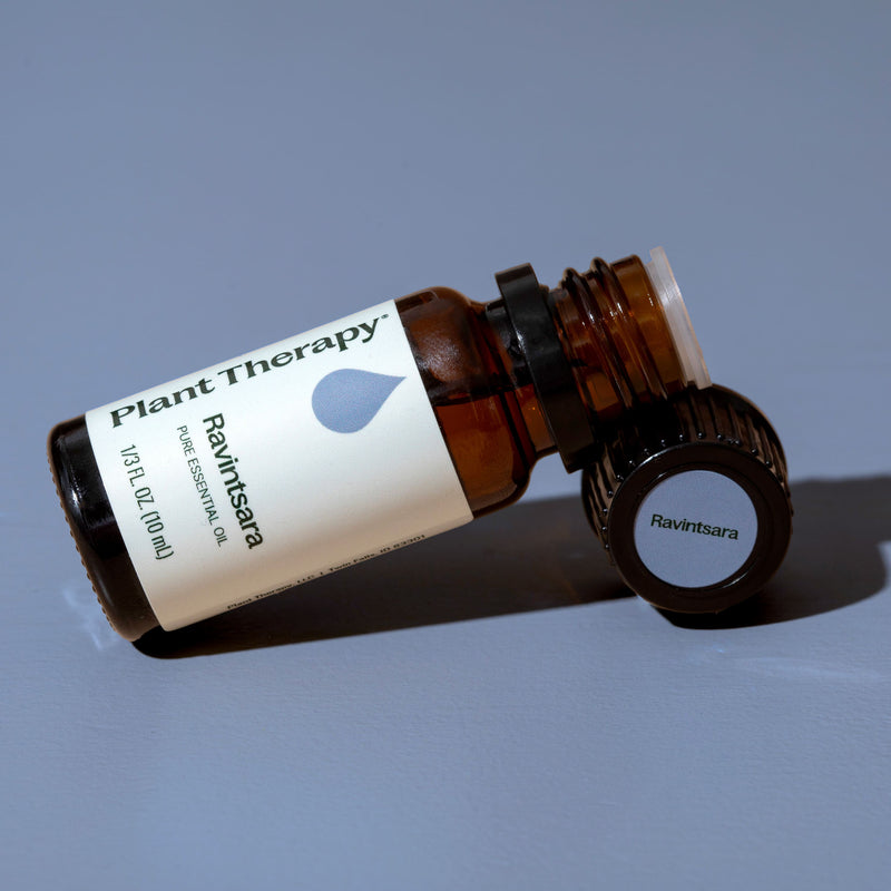 Plant Therapy Ravintsara Essential Oil Essential Oil Light Slate Gray 10 mL,30 mL
