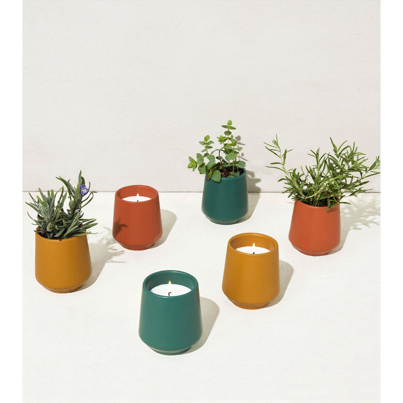 Modern Sprout Rooted Candles Candle Lavender Rosemary & Cucumber 1pk,Thyme & Tonka Bean 1pk,Lavender & Cedarwood 1pk,Mixed 3pk