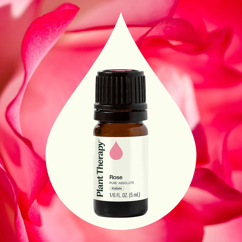 Plant Therapy Rose Pure Absolute Essential Oil Essential Oil Seashell 5 mL,10 mL