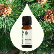Plant Therapy Scots Pine Essential Oil Essential Oil Seashell 10 mL,30 mL