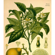 Heliotrope San Francisco Essential Oil - Bergamot Essential Oil Dark Olive Green