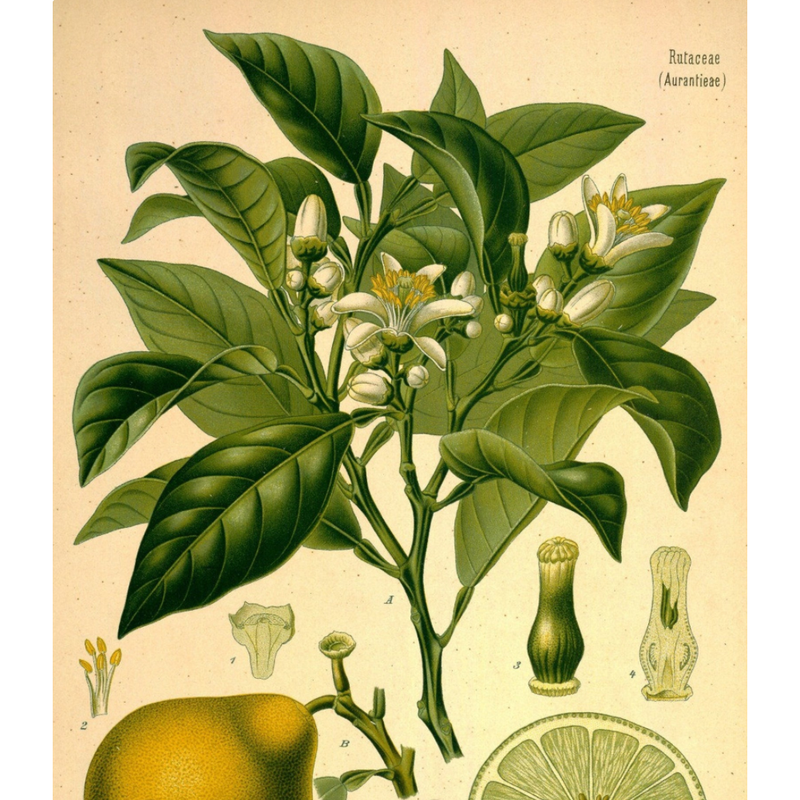 Heliotrope San Francisco Essential Oil - Bergamot Essential Oil Dark Olive Green