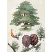 Heliotrope San Francisco Essential Oil - Cedar Essential Oil Light Gray