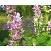 Heliotrope San Francisco Essential Oil - Clary Sage Essential Oil Dark Olive Green