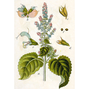 Heliotrope San Francisco Essential Oil - Clary Sage Essential Oil Dark Olive Green