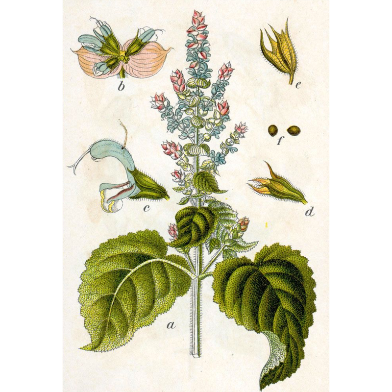 Heliotrope San Francisco Essential Oil - Clary Sage Essential Oil Dark Olive Green