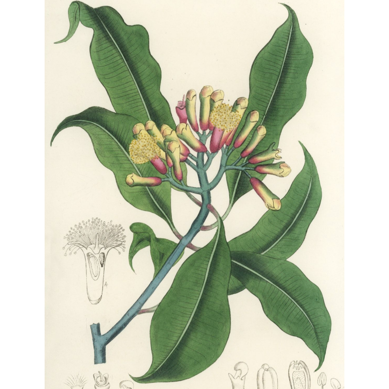 Heliotrope San Francisco Essential Oil - Clove Essential Oil Antique White