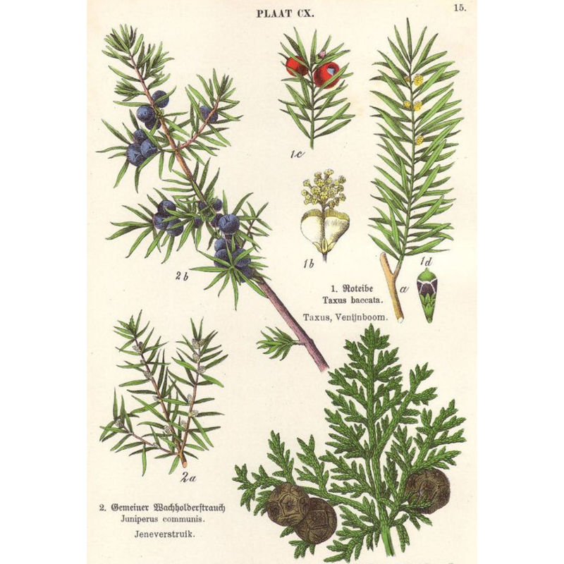 Heliotrope San Francisco Essential Oil - Juniper Essential Oil Dim Gray