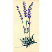 Heliotrope San Francisco Essential Oil - Lavender Essential Oil Antique White