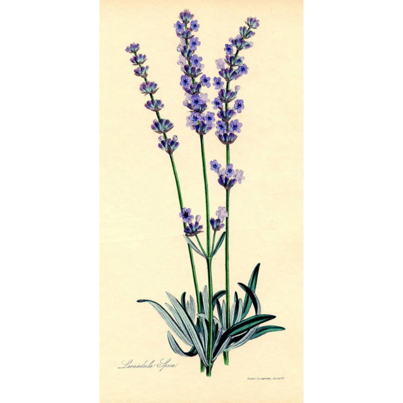 Heliotrope San Francisco Essential Oil - Lavender Essential Oil Antique White