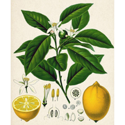 Heliotrope San Francisco Essential Oil - Lemon Essential Oil Antique White