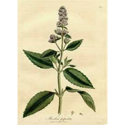Heliotrope San Francisco Essential Oil - Peppermint Essential Oil Wheat