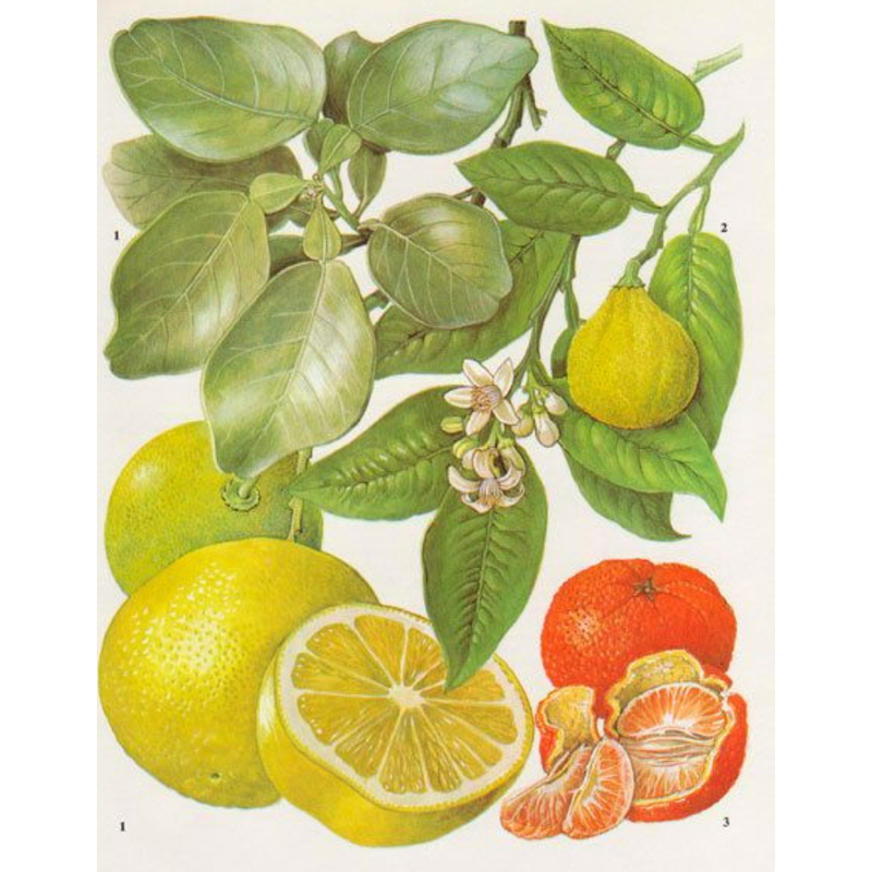 Heliotrope San Francisco Essential Oil - Pink Grapefruit Essential Oil Yellow Green