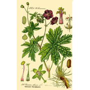 Heliotrope San Francisco Essential Oil - Rose Geranium Essential Oil Dark Olive Green