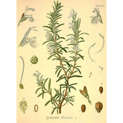 Heliotrope San Francisco Essential Oil - Rosemary Essential Oil Wheat