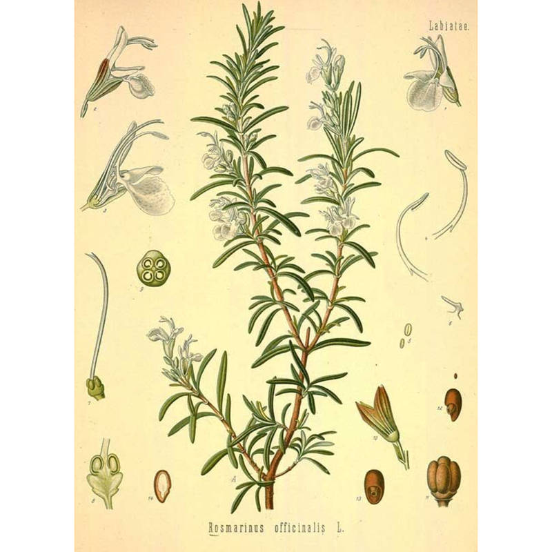 Heliotrope San Francisco Essential Oil - Rosemary Essential Oil Wheat
