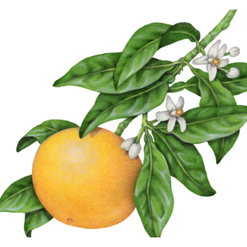 Heliotrope San Francisco Essential Oil - Tangerine Essential Oil Dark Olive Green