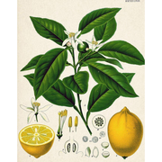 Heliotrope San Francisco Essential Oil Blend Evening (Neroli Lemon) Essential Oil Antique White