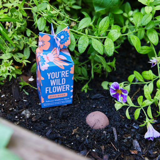 Modern Sprout Seed Bomb Playful Planting Gray You're Wild Flower,Well Being Boost,Grow Good Times