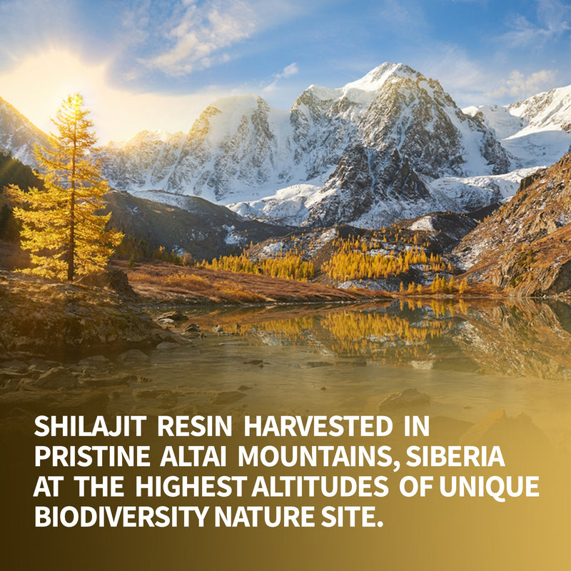 SiberianGreen.com Shilajit 120 Dry Drops: Altai Golden Mountains Shilajit by Siberian Green Herbs Dark Olive Green
