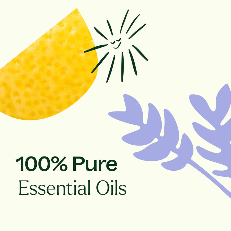 Plant Therapy Sleep Easy Essential Oil Blend Set Essential Oil Seashell