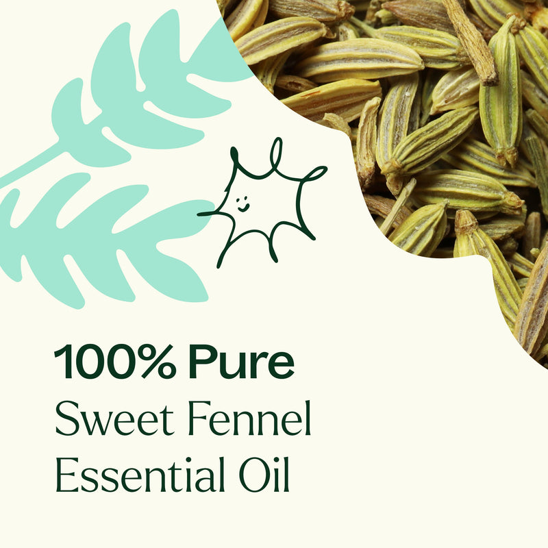 Plant Therapy Sweet Fennel Essential Oil Essential Oil Seashell 10 mL