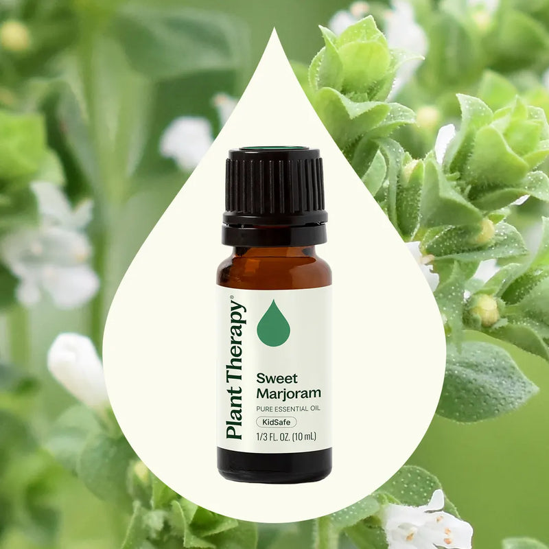 Plant Therapy Sweet Marjoram Essential Oil Essential Oil Seashell 10 mL,30 mL