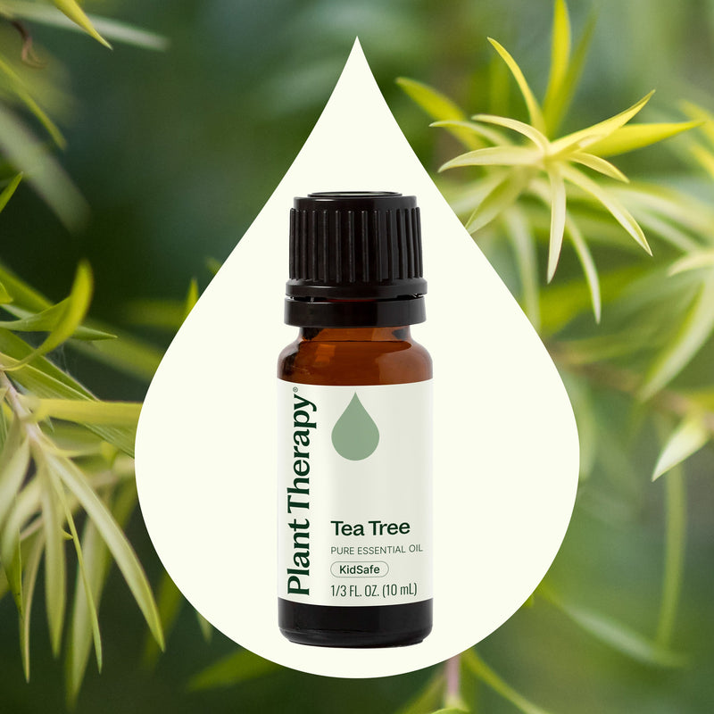 Plant Therapy Tea Tree Essential Oil Essential Oil Dark Olive Green 10 mL,30 mL,100 mL