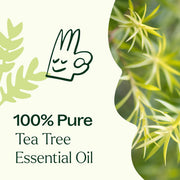 Plant Therapy Tea Tree Essential Oil Essential Oil Seashell 10 mL,30 mL,100 mL