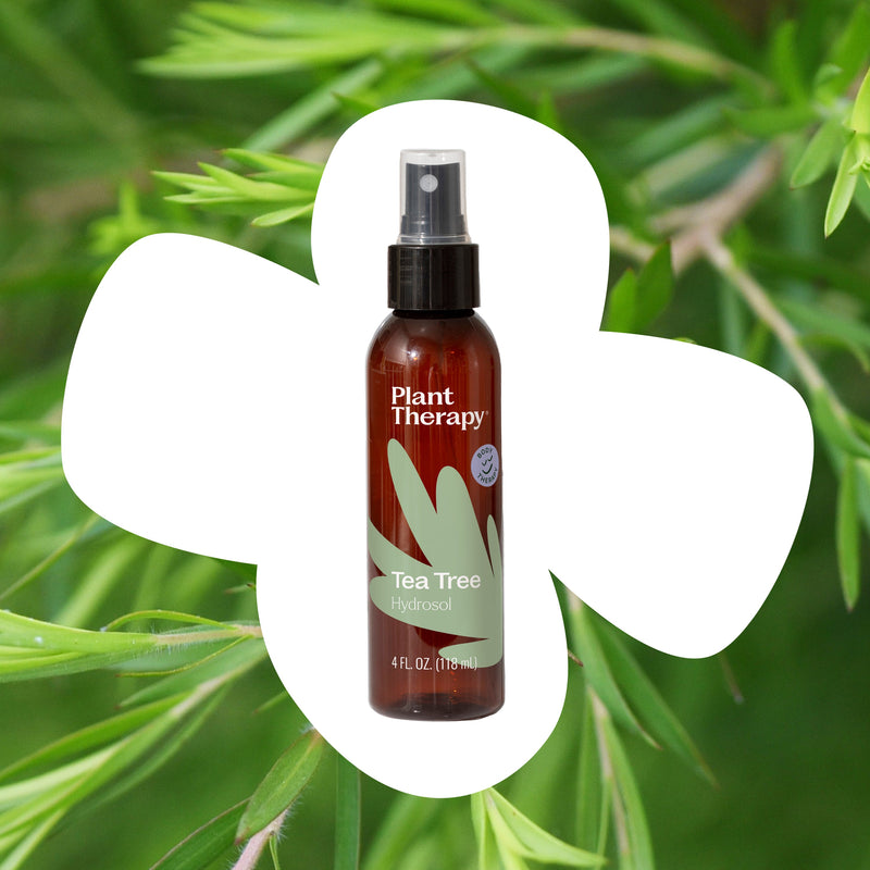 Plant Therapy Tea Tree Hydrosol Body Care White Smoke 4 oz