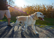 WACKYstore Urban Walk'r - Shorter No Pull Leash White Smoke SMALL: up to 20 lbs. / Yellow,SMALL: up to 20 lbs. / Green,SMALL: up to 20 lbs. / Orange,SMALL: up to 20 lbs. / Blue,SMALL: up to 20 lbs. / Pink,SMALL: up to 20 lbs. / Purple,SMALL: up to 20 lbs. / Black,MEDIUM:  up to 60 lbs. / Yellow,MEDIUM:  up to 60 l