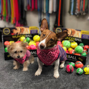 WACKYstore WUNDERball - Best Fetch Toy Dim Gray (XL) Over 80 lbs. / Swirl,(XL) Over 80 lbs. / Orange,(XL) Over 80 lbs. / Green,(XL) Over 80 lbs. / Pink,(XL) Over 80 lbs. / Purple,(LARGE) up to 80 lbs. / Swirl,(LARGE) up to 80 lbs. / Orange,(LARGE) up to 80 lbs. / Green,(LARGE) up to 80 lbs. / Pink,(LAR