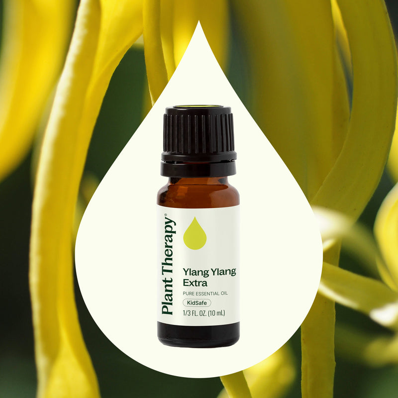 Plant Therapy Ylang Ylang Extra Essential Oil Essential Oil Seashell 10 mL,30 mL