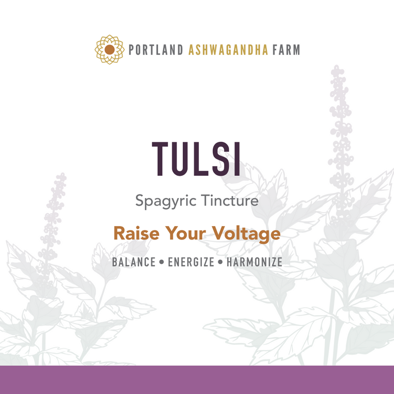 Portland Ashwagandha Farm Tulsi - Spagyric Tincture Tincture Lavender 2oz