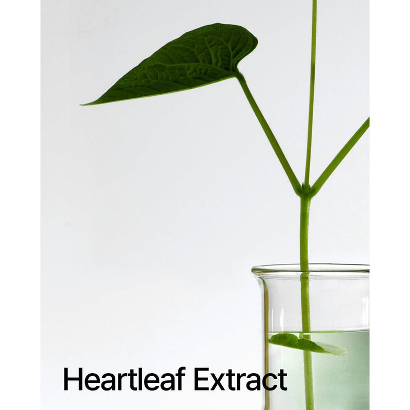 AsiaBeautyMall ANUA Heartleaf 80% Moisture Soothing Ampoule Serum Lavender