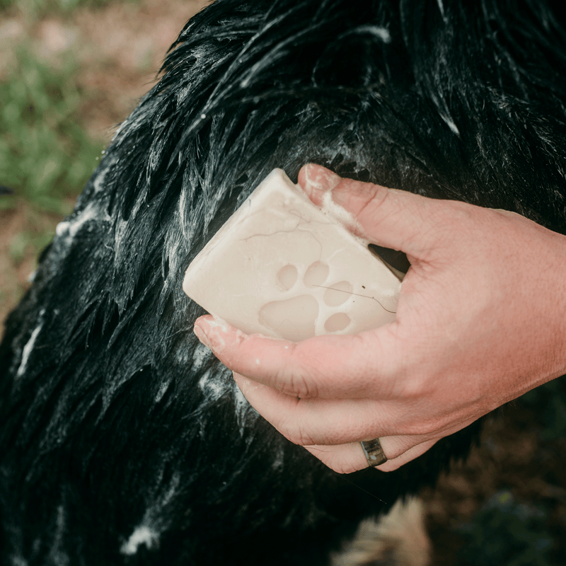 ZeroWasteStore.com Pet Shampoo Bar - Zero Waste Dog Shampoo, All Natural, Vegan, Plastic Free, 4oz Pet Shampoo & Conditioner Black