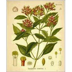 Heliotrope San Francisco Essential Oil Blend Seductive (Rose Clove) Essential Oil Dark Olive Green