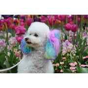 Warren London Canine Color Semi Perm Coat Color Shampoo for Dogs Spa Product Dark Gray Blue,Red,Pink,Teal,Rose Gold,Purple,Green,Lilac,All 8 Pack of Colors