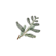 Rustic Strength Cypress Essential Oil Scenting Oil White Smoke