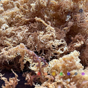 Nicko Kitchen Shop Dehydrated Wildcrafted Sea Moss | 100% Wildcrafted | Irish Moss Wholesale Dim Gray 2oz,6oz