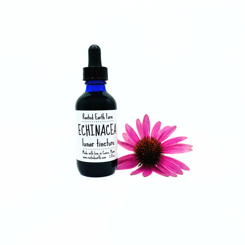 Rooted Earth Farm + Apothecary Echinacea Tincture Tinctures + Capsules White Smoke 1 oz,2 oz