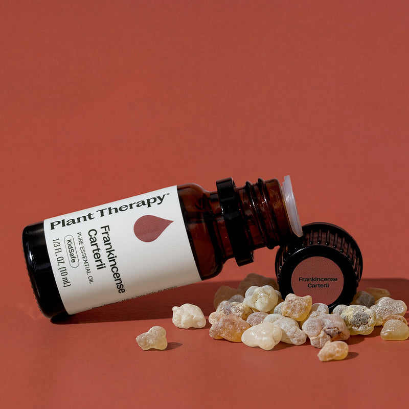 Plant Therapy Frankincense Carterii Essential Oil Essential Oil Sienna 10 mL,30 mL,100 mL