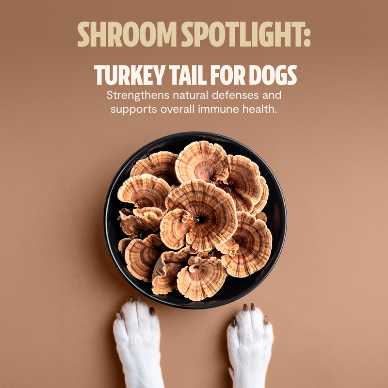 FreshCap Mushrooms Organic Mushroom Complex for Dogs Pet Treats Rosy Brown