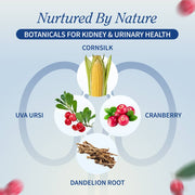 Snap Supplements Kidney Health - Buy 2, Get 1 FREE! hidden Light Gray