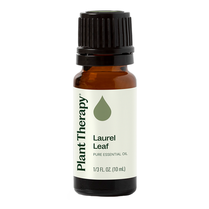 Plant Therapy Laurel Leaf Essential Oil Essential Oil Antique White 10 mL
