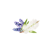 Rustic Strength Lavender & Tea Tree Essential Oil Blend Scenting Oil White Smoke